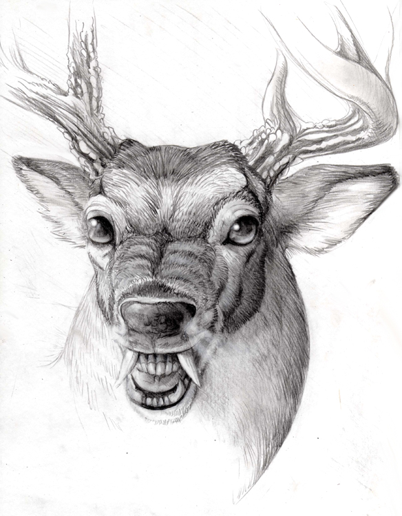 Buck Drawing Realistic