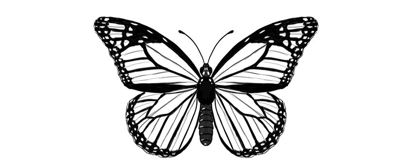 Butterfly Sketch Art Drawing