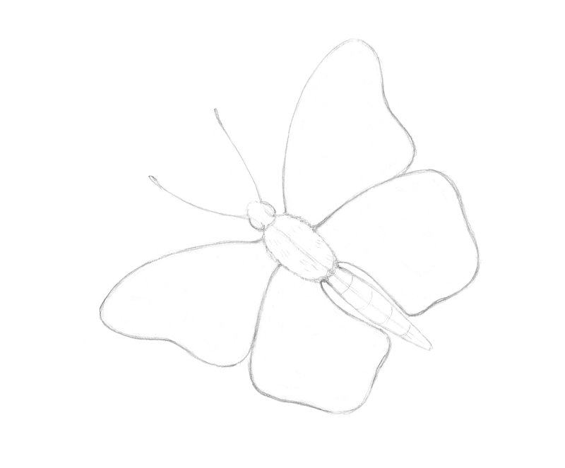 Butterfly Sketch Drawing Amazing