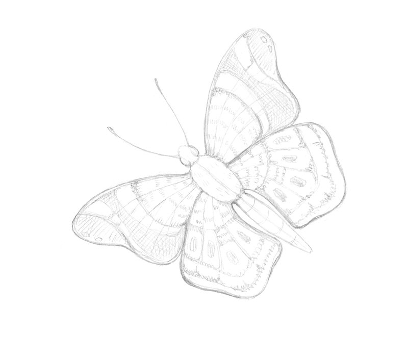 Butterfly Sketch Drawing Beautiful Image