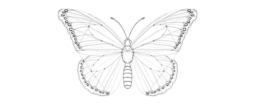 Butterfly Sketch Drawing Best