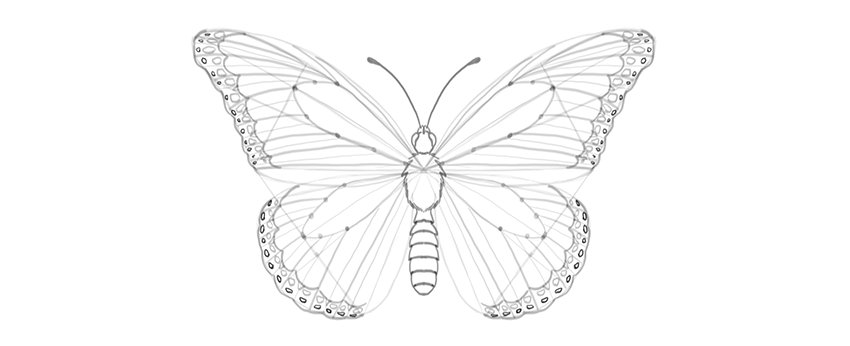 Butterfly Sketch Drawing High-Quality