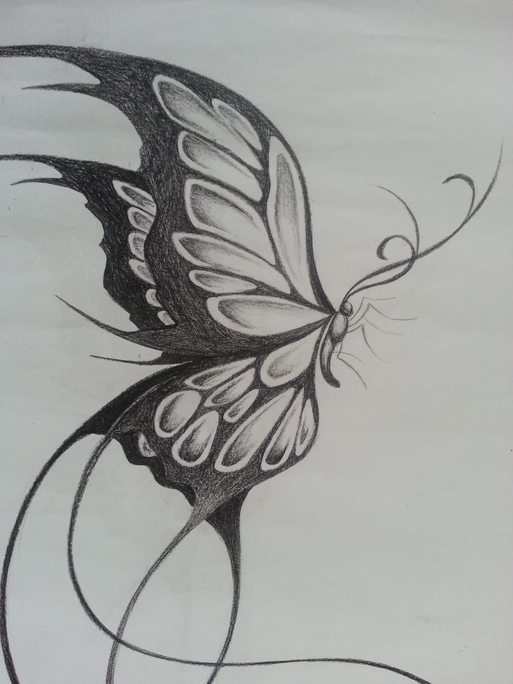 Butterfly Sketch Drawing Image