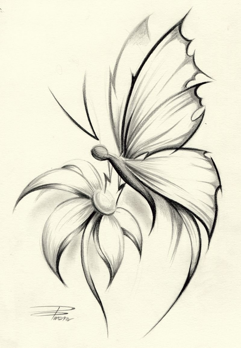 Butterfly Sketch Drawing Photo