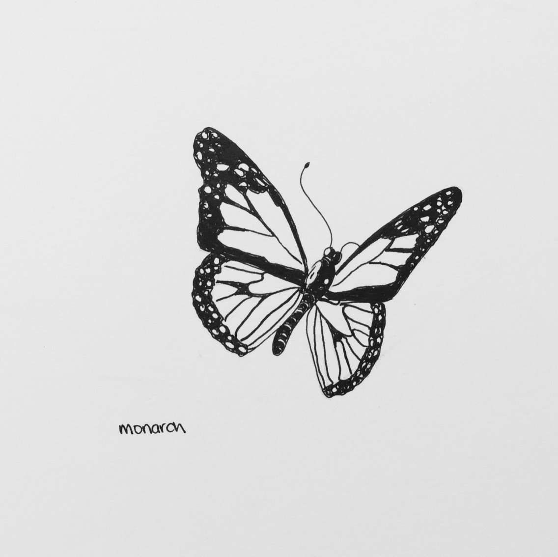 Butterfly Sketch Drawing Photos