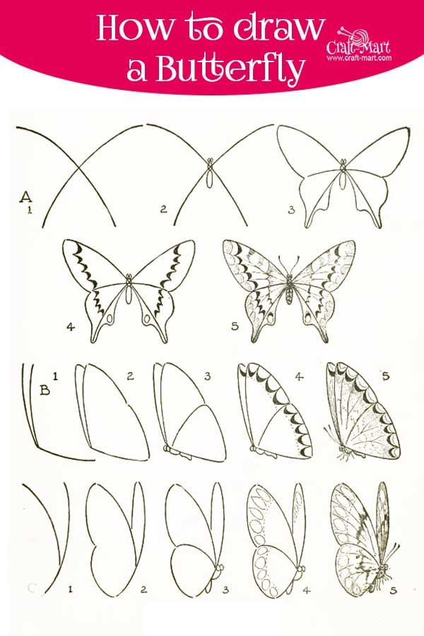 Butterfly Sketch Drawing Pic