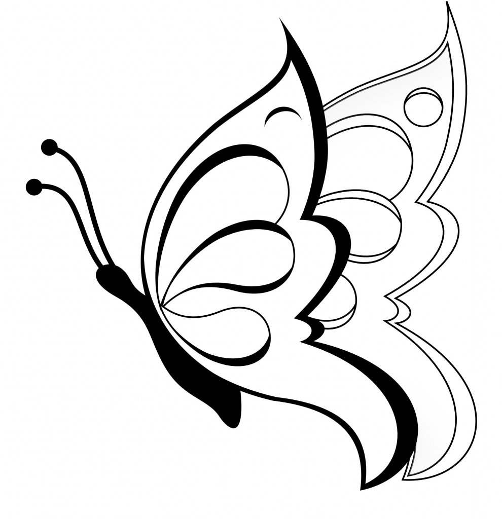 Butterfly Sketch Drawing Pictures - Drawing Skill