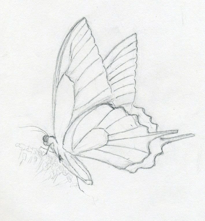 Butterfly Sketch Drawing