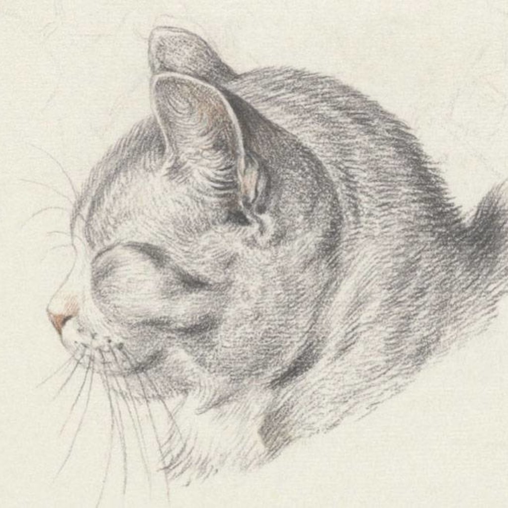Cat Head Drawing Amazing