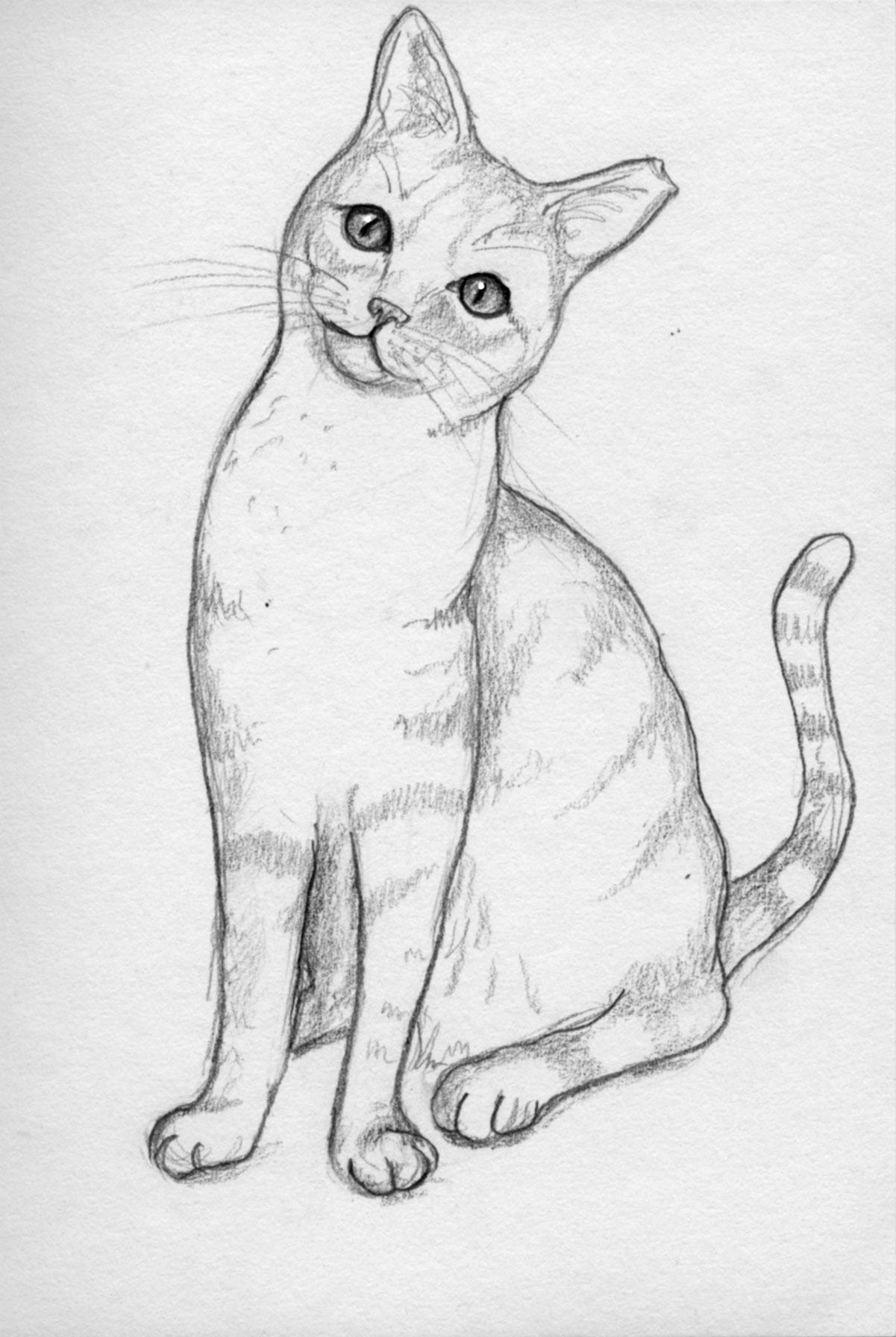 Cat Head Drawing Art