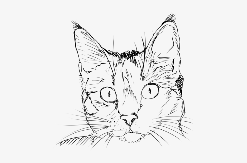 Cat Head Drawing Image