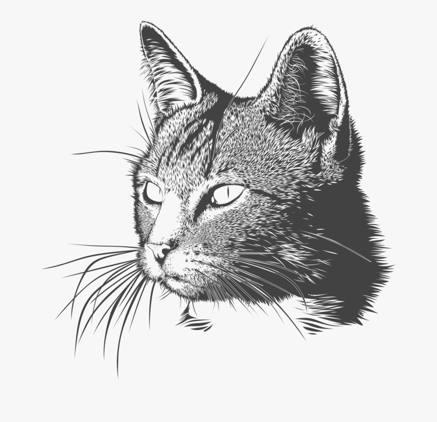 Cat Head Drawing Photo