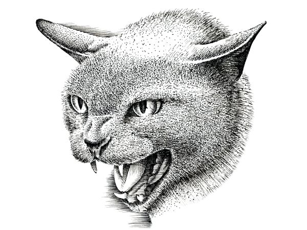 Cat Head Drawing Pic