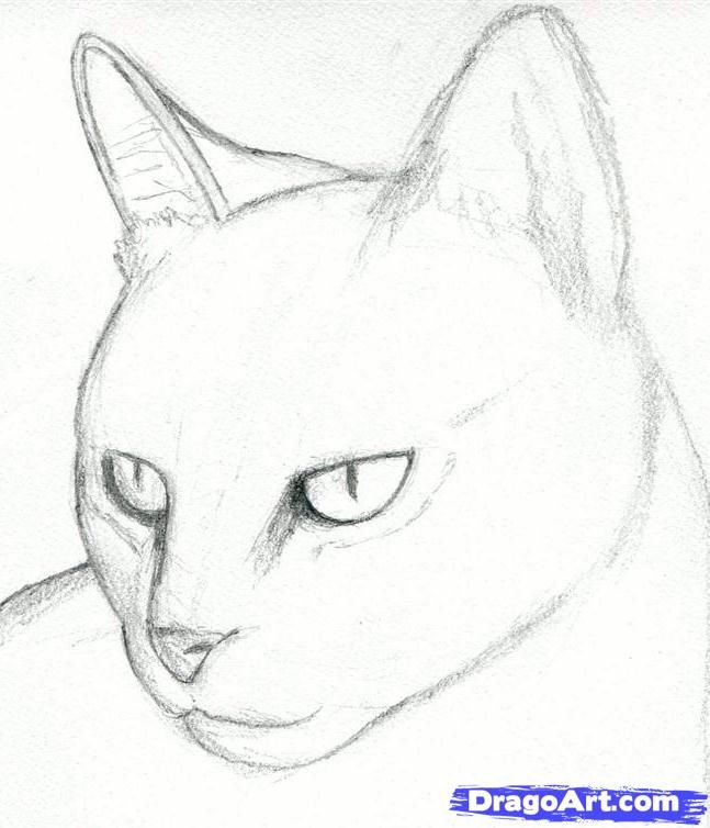 Cat Head Drawing Pics