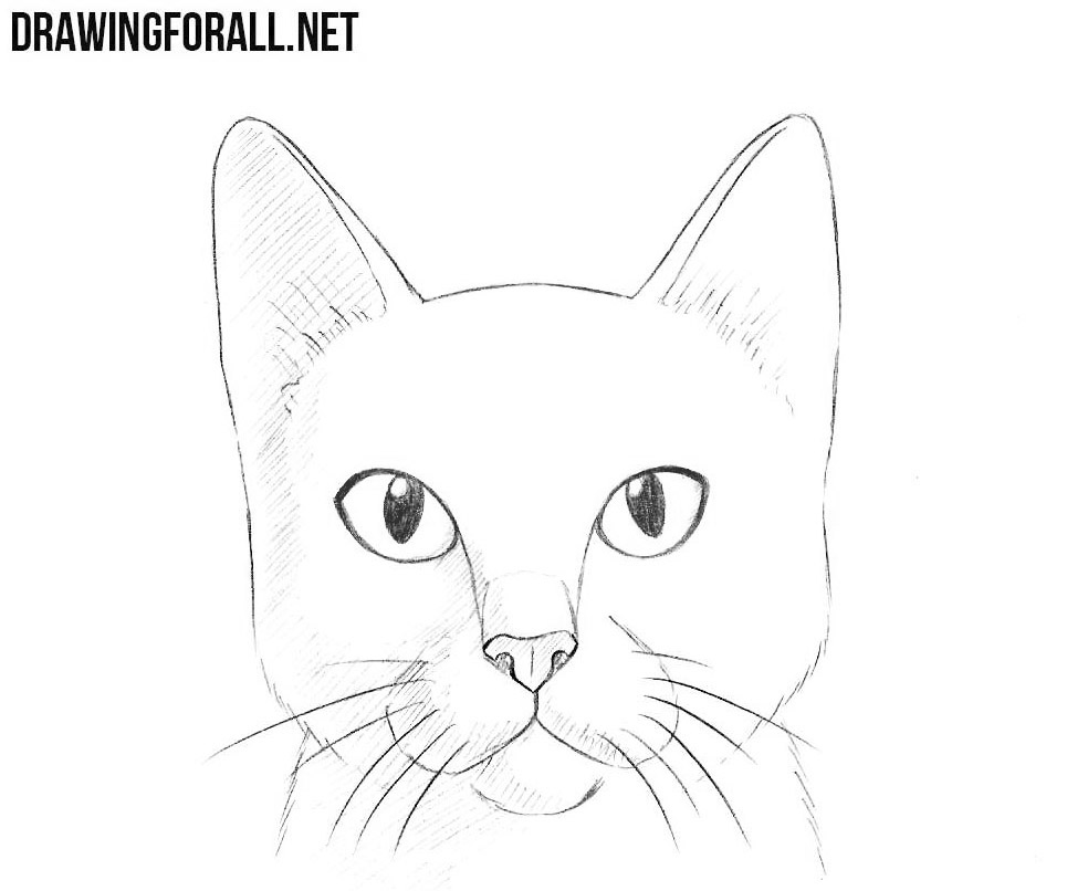 Cat Head Drawing Picture