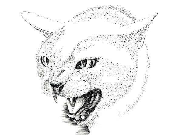 Cat Head Drawing Sketch