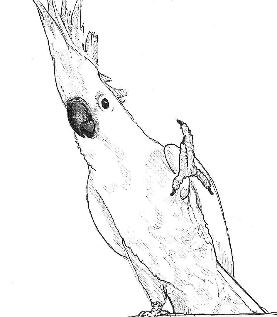 Cockatoo Drawing Beautiful Image