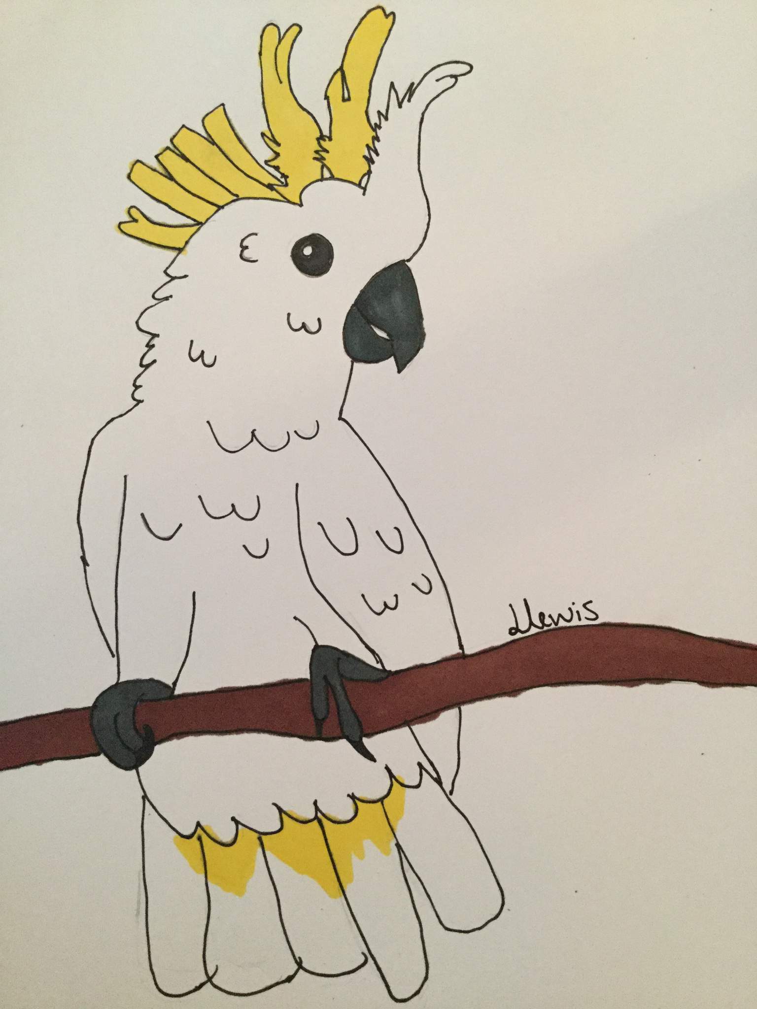 Cockatoo Drawing Photo