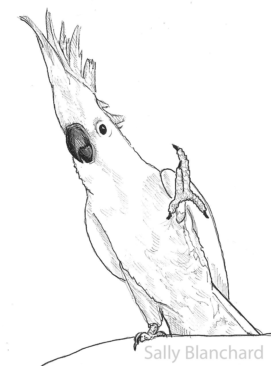 Cockatoo Drawing Pics