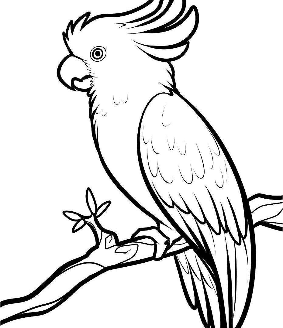 Cockatoo Drawing Picture