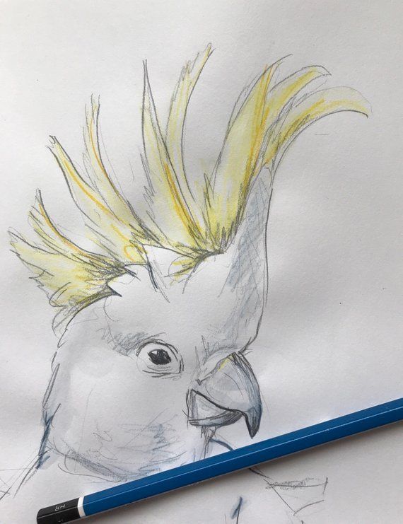 Cockatoo Drawing Sketch