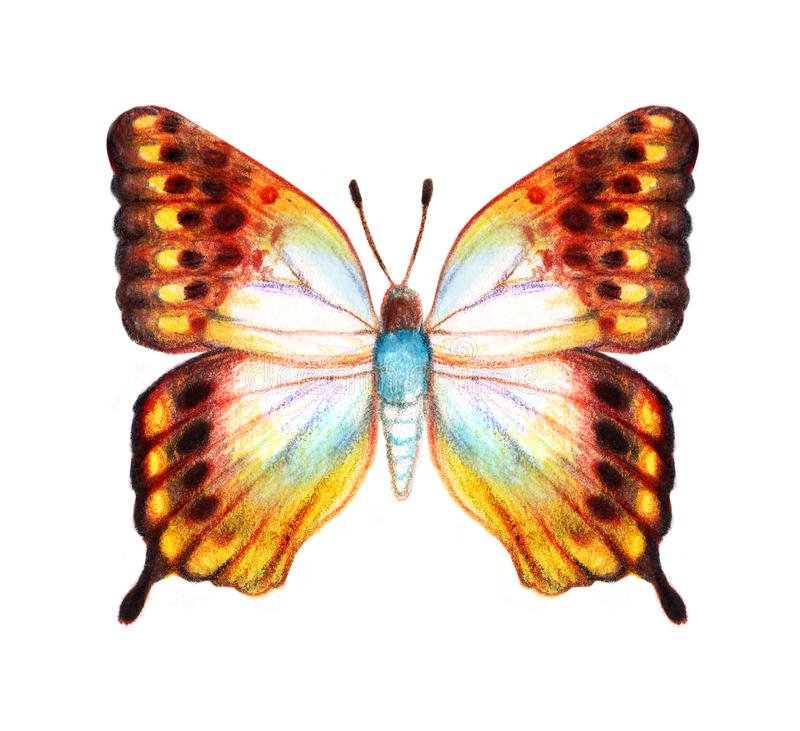 Color Butterfly Drawing Amazing