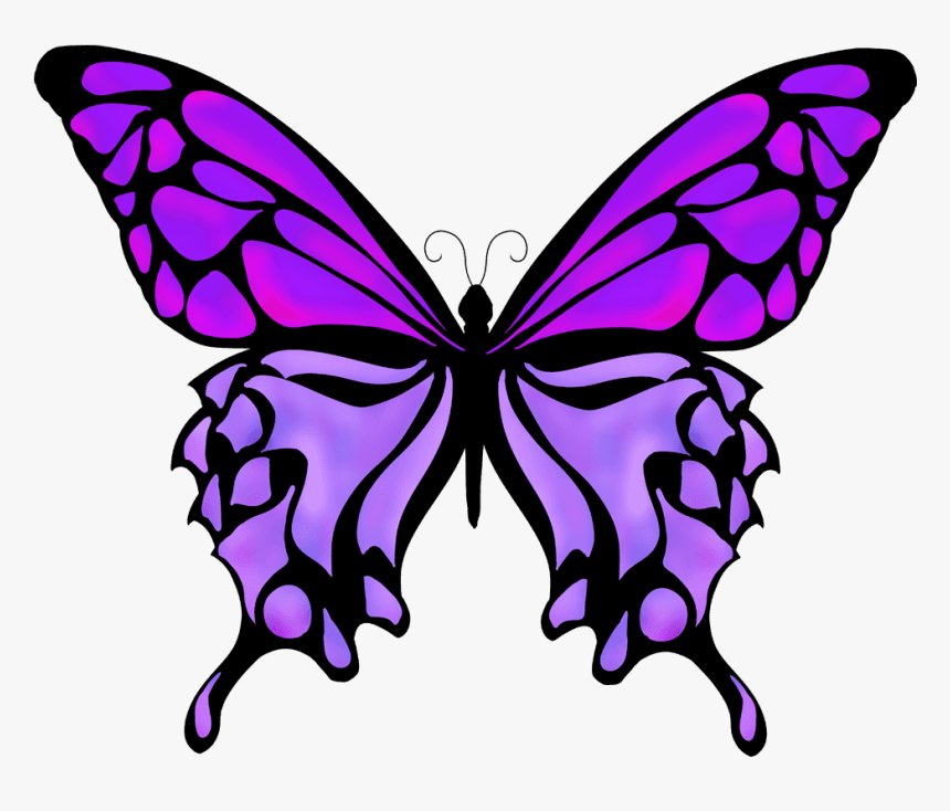 Color Butterfly Drawing Image