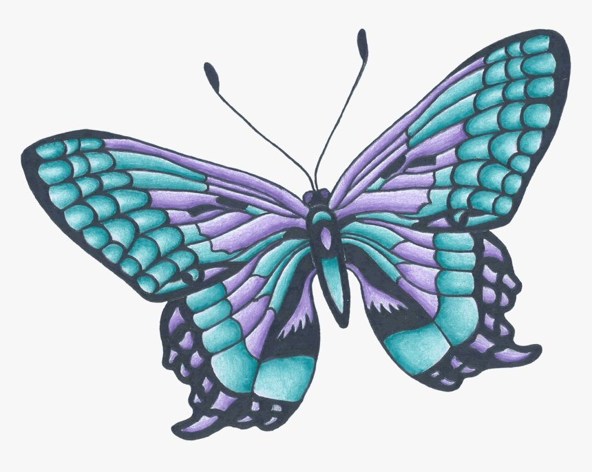 Color Butterfly Drawing Photo