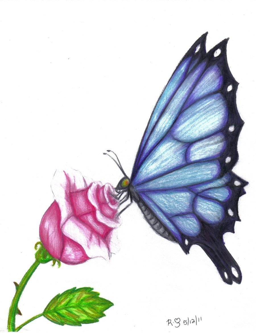 Color Butterfly Drawing Picture