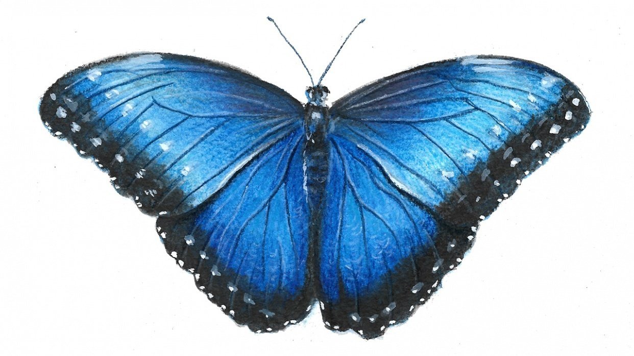 Butterfly Colored Pencil Drawing by GrabieOfficial on DeviantArt