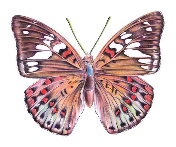 Color Butterfly Drawing Sketch