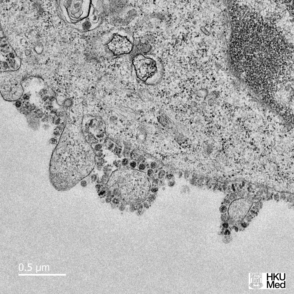 Coronavirus Drawing Pics