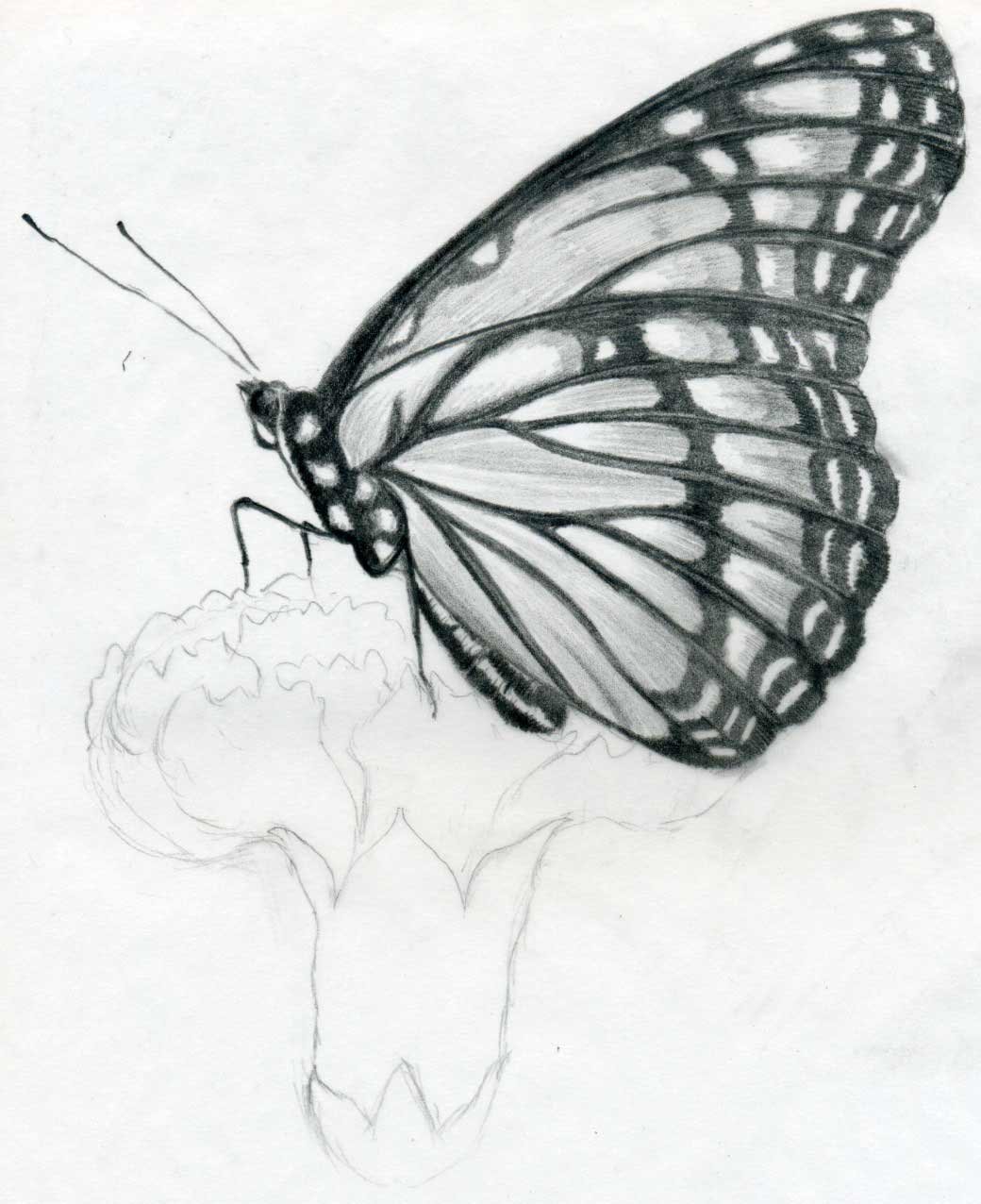 Cute Butterfly Drawing Art