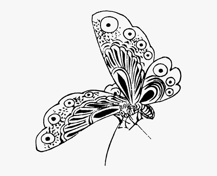Cute Butterfly Drawing