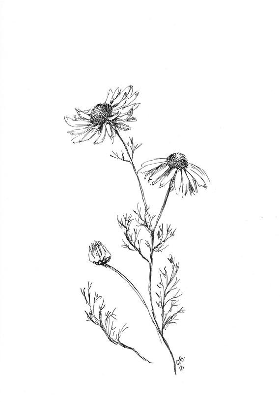 Daisy Flower Art Drawing