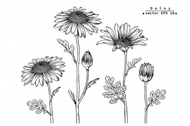 Daisy Flower Drawing Beautiful Image
