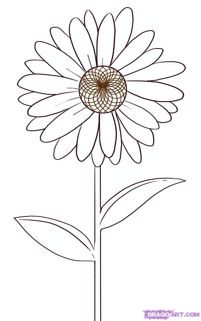 Daisy Flower Drawing Image