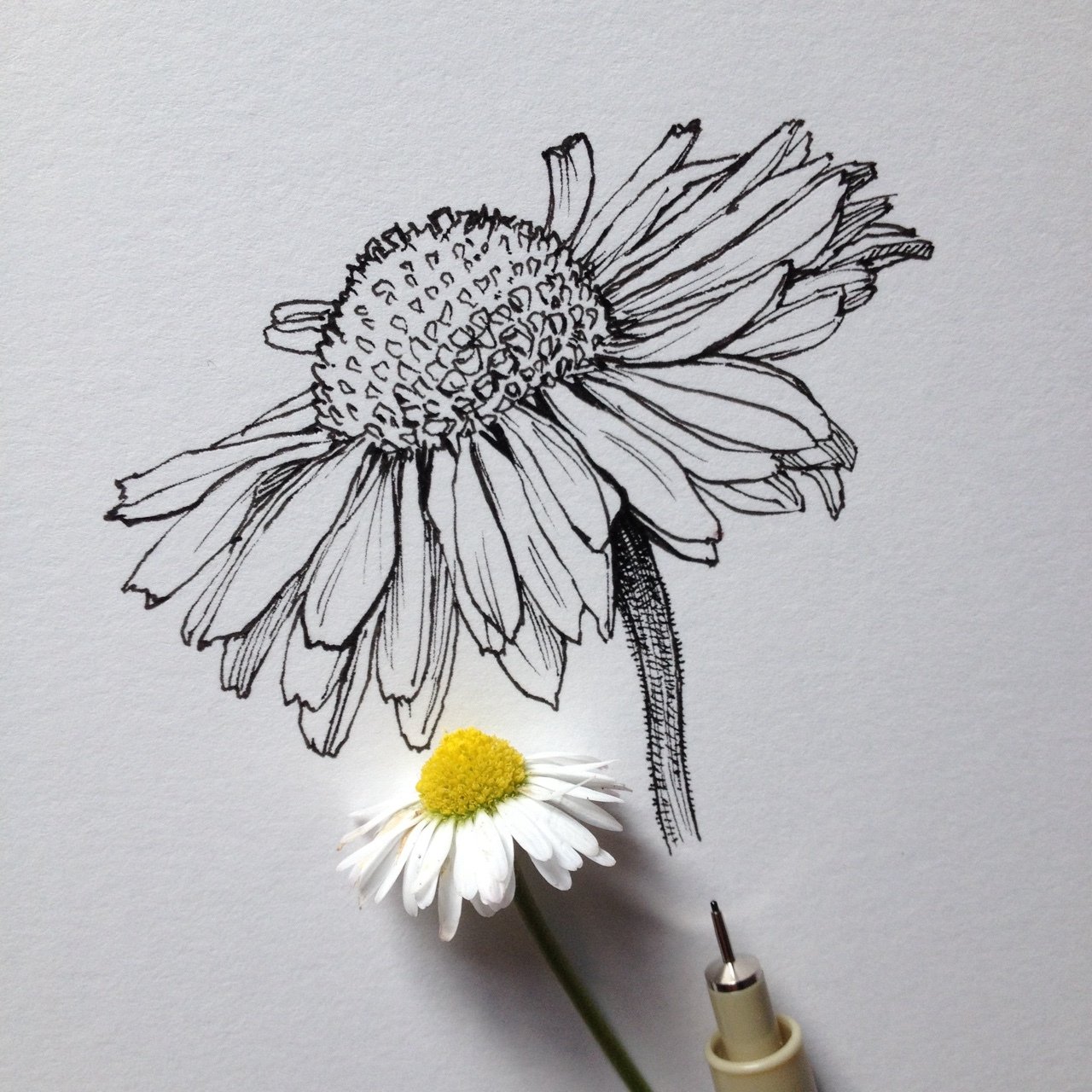 Daisy Flower Drawing Images