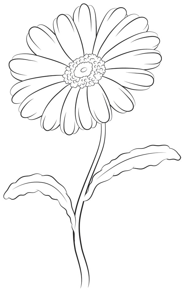 Daisy Flower Drawing Photo