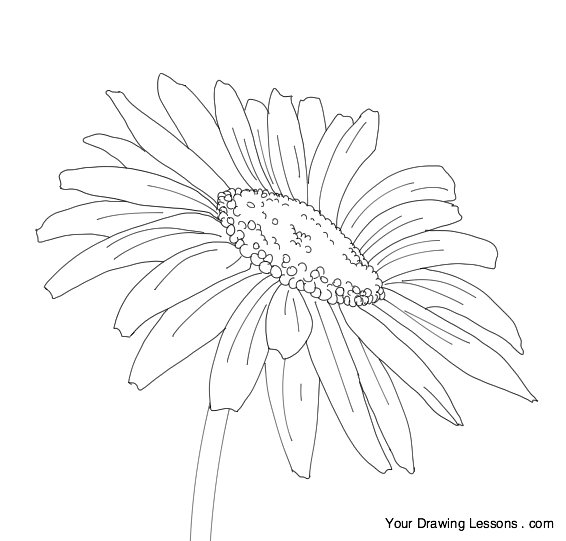 Daisy Flower Drawing Pic