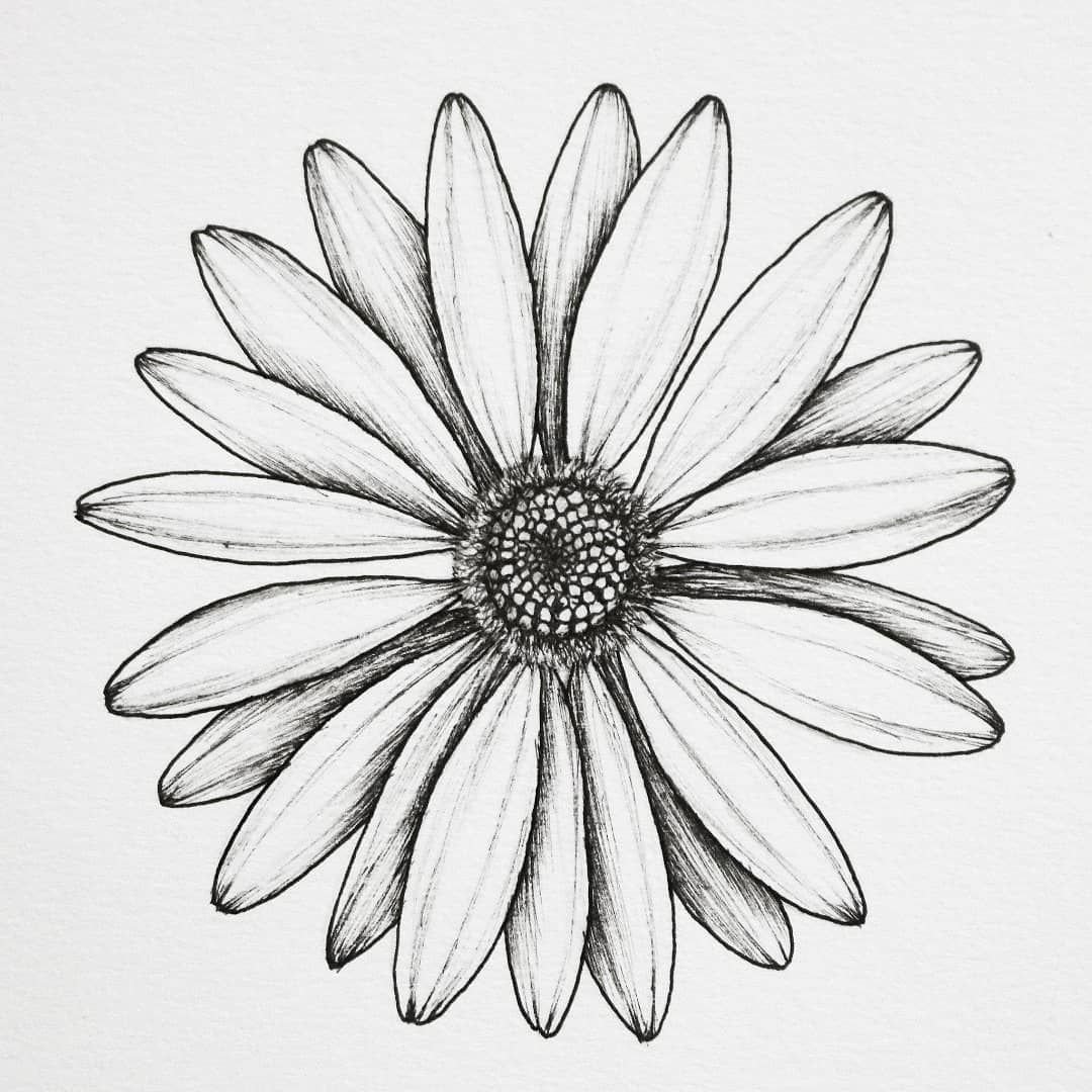 How to Draw a Daisy Flower  A Realistic Daisy Drawing Tutorial