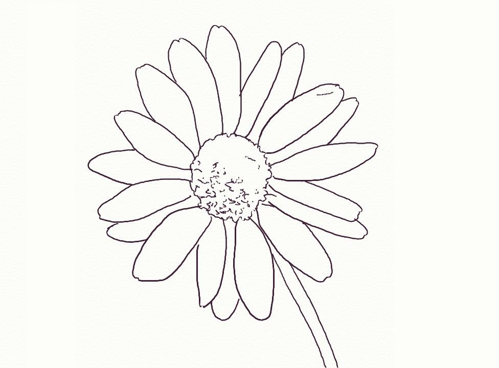 Daisy Flower Drawing Sketch