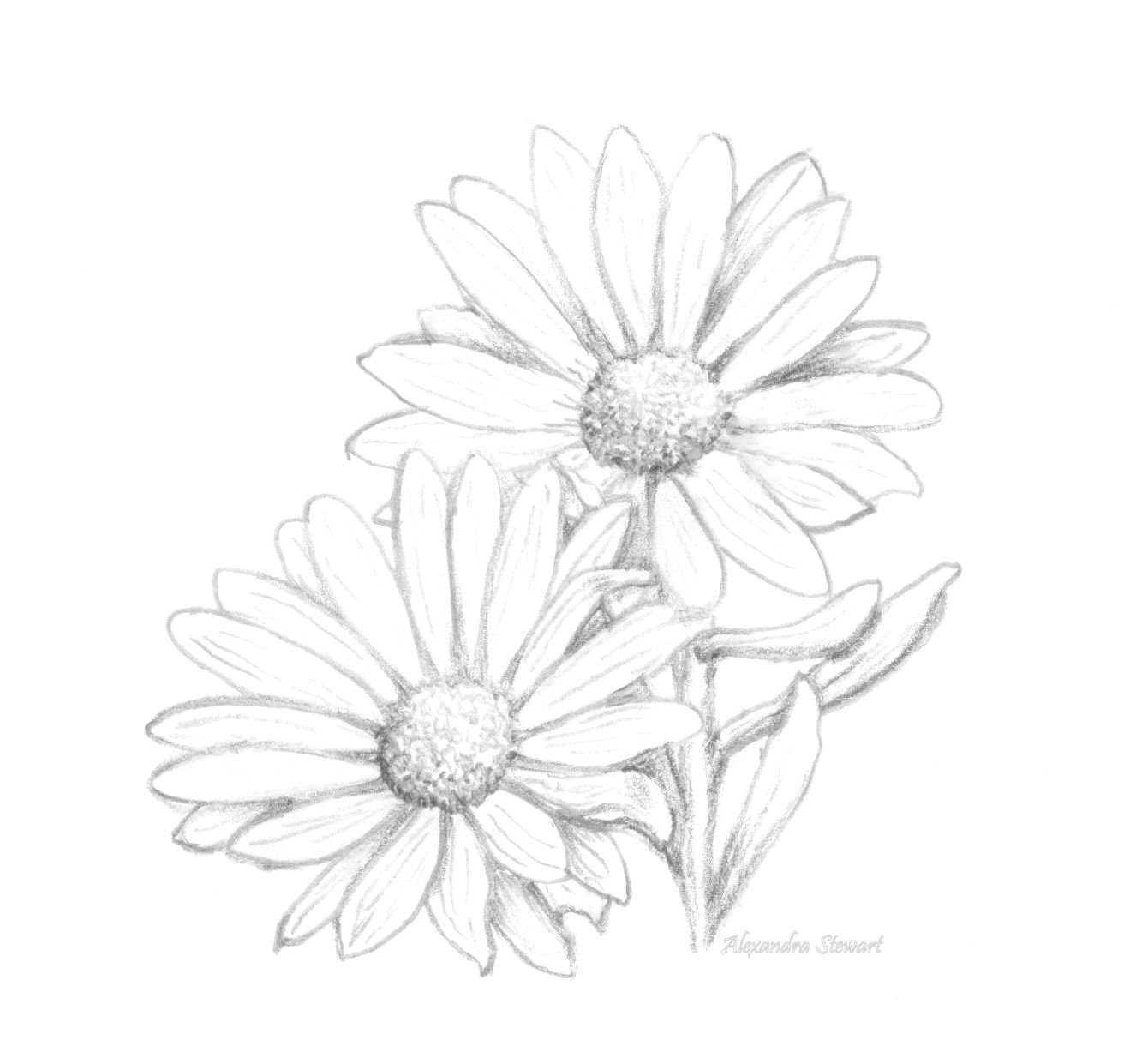 Daisy Flower Drawing