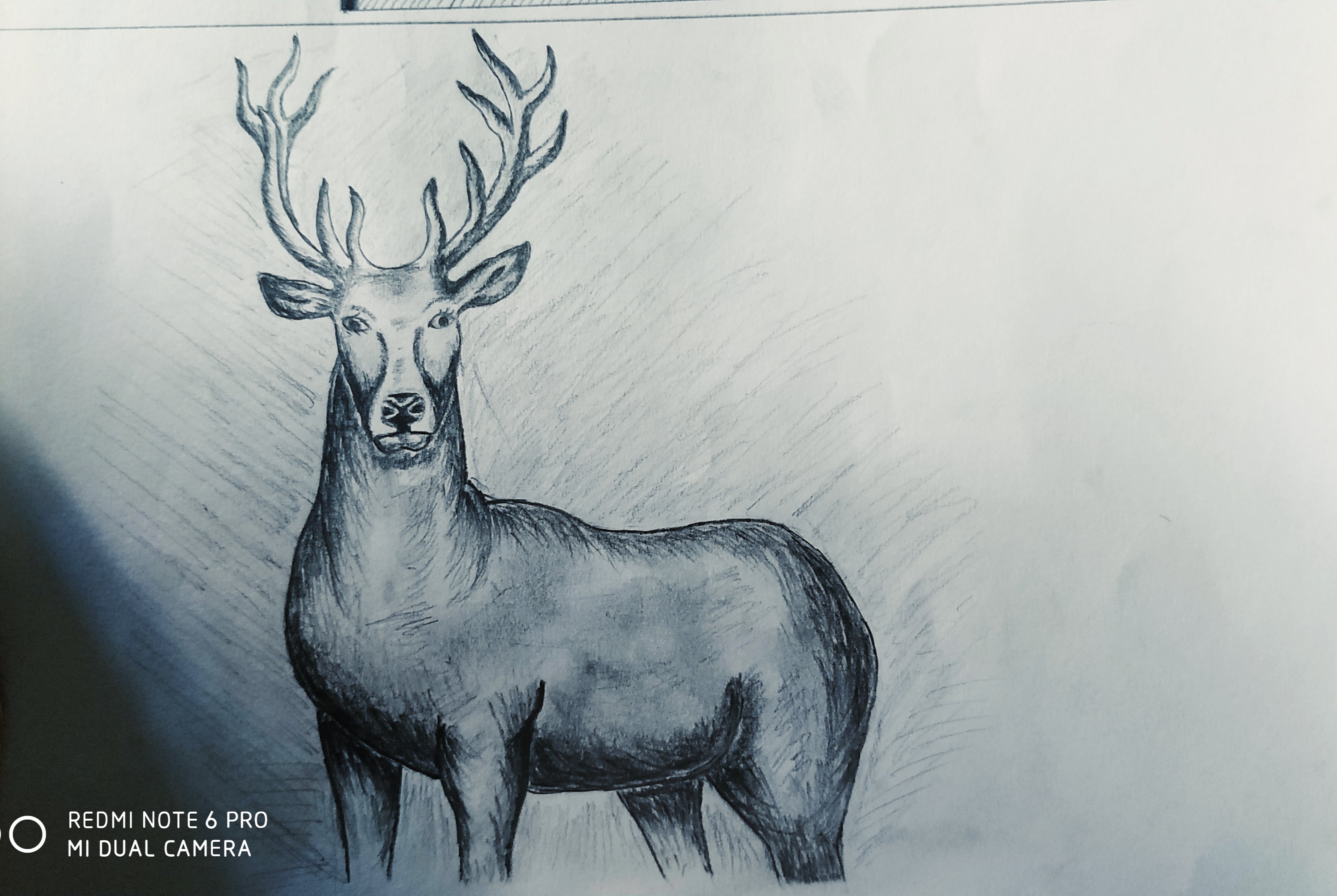 Deer Drawing