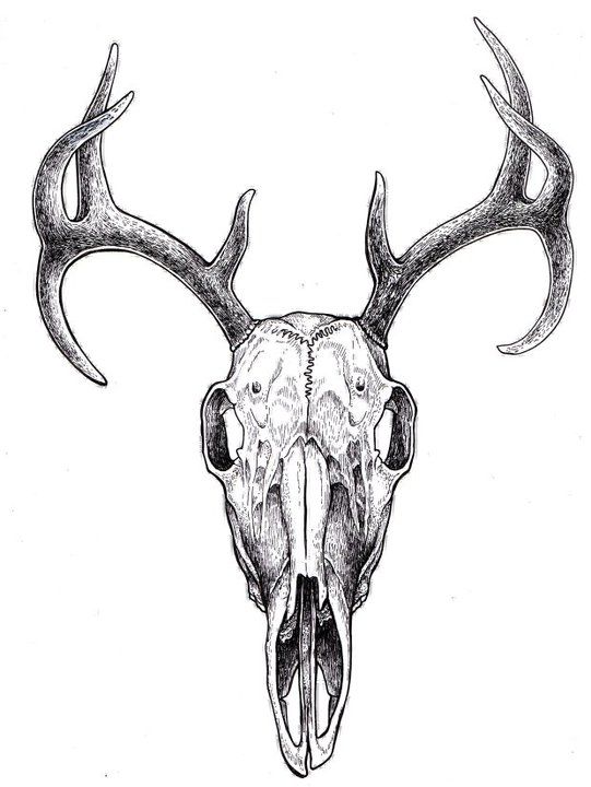 Deer Head Drawing Art