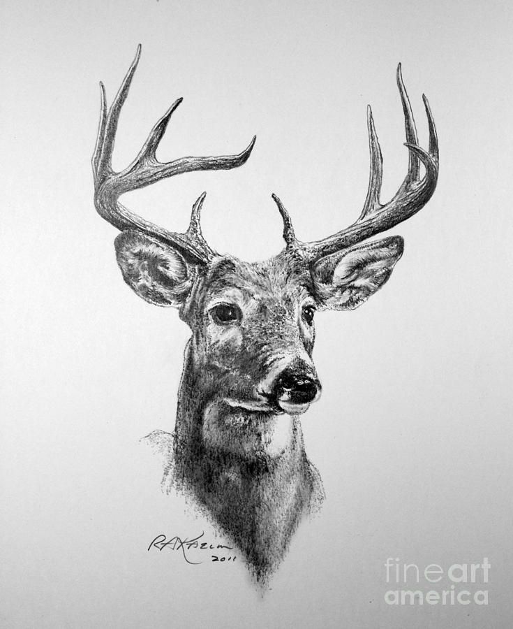 Deer Head Drawing Best
