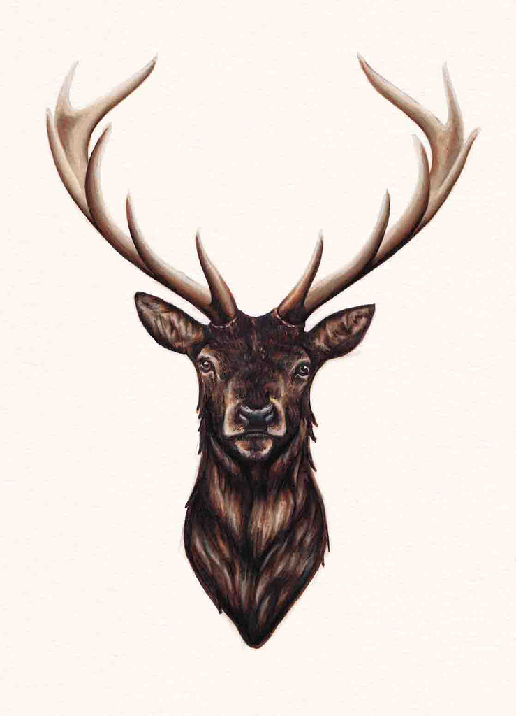 Deer Head Drawing High-Quality