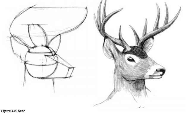 Deer Head Drawing Image