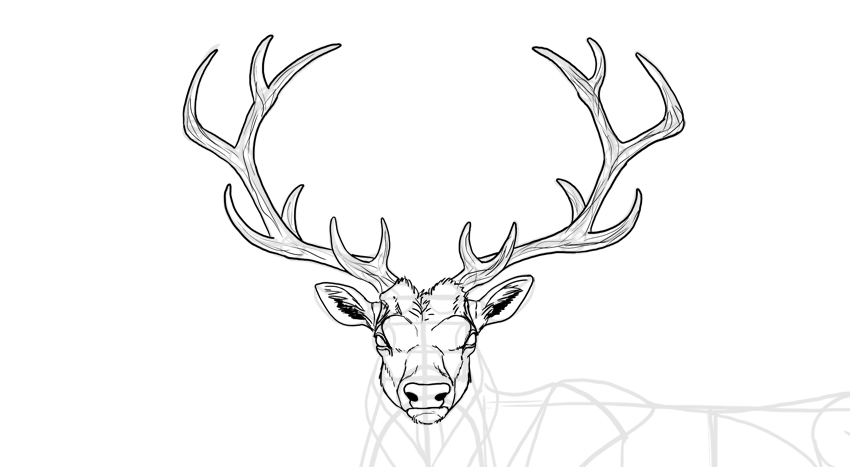 Deer Head Drawing Images
