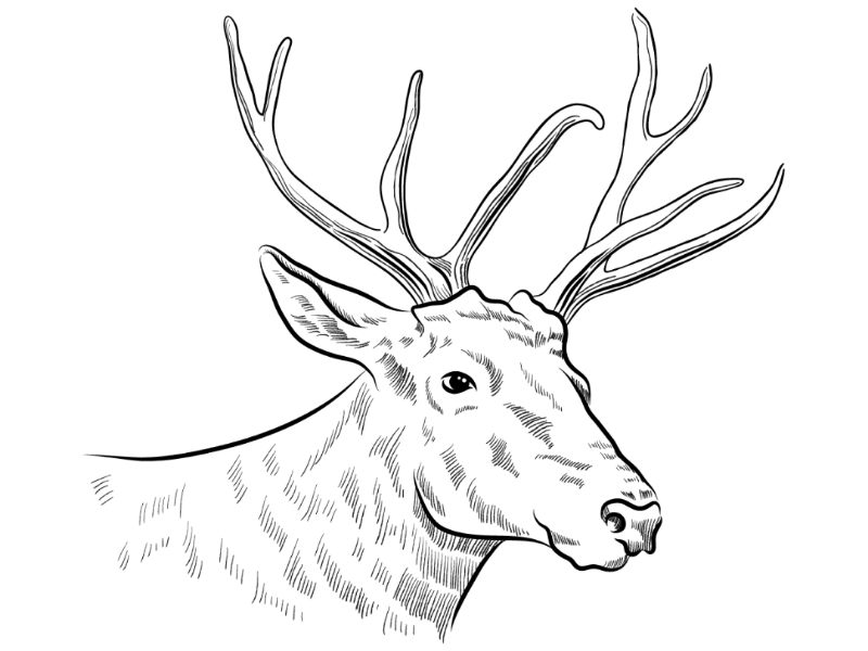Deer Head Drawing Pictures